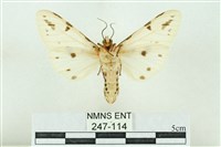 菊池污燈蛾藏品圖，第2張