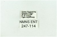 菊池污燈蛾藏品圖，第3張