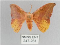 接骨木帶鉤蛾藏品圖，第1張