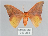 接骨木帶鉤蛾藏品圖，第2張