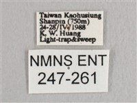 接骨木帶鉤蛾藏品圖，第3張