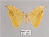 黃鉤蛾藏品圖，第1張