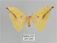 黃鉤蛾藏品圖，第2張