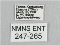 黃鉤蛾藏品圖，第3張