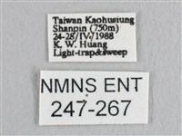 銀斑黃鉤蛾藏品圖，第3張