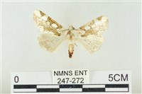 連珠波紋蛾藏品圖，第1張