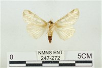 連珠波紋蛾藏品圖，第2張