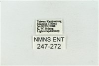 連珠波紋蛾藏品圖，第3張