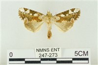 連珠波紋蛾藏品圖，第1張