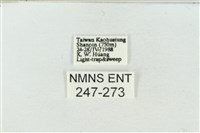 連珠波紋蛾藏品圖，第3張