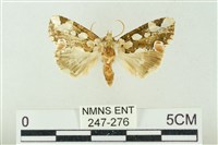 連珠波紋蛾藏品圖，第1張