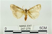 連珠波紋蛾藏品圖，第2張