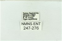 連珠波紋蛾藏品圖，第3張