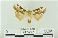 連珠波紋蛾藏品圖，第1張