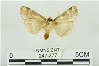 連珠波紋蛾藏品圖，第2張