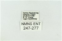 連珠波紋蛾藏品圖，第3張