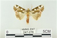 連珠波紋蛾藏品圖，第1張