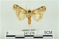 連珠波紋蛾藏品圖，第2張