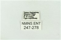 連珠波紋蛾藏品圖，第3張