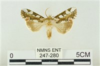 連珠波紋蛾藏品圖，第1張