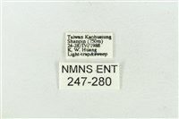 連珠波紋蛾藏品圖，第3張