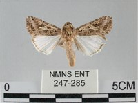 斜紋夜盜蛾藏品圖，第1張