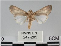 斜紋夜盜蛾藏品圖，第2張