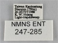 斜紋夜盜蛾藏品圖，第3張