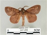 馬尾松枯葉蛾藏品圖，第1張