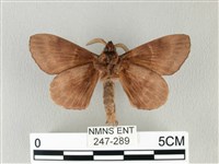 馬尾松枯葉蛾藏品圖，第2張