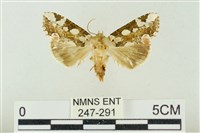 連珠波紋蛾藏品圖，第1張