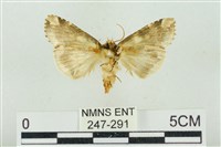 連珠波紋蛾藏品圖，第2張