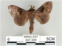 大斑Y毛蟲藏品圖，第1張