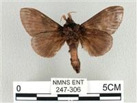 大斑Y毛蟲藏品圖，第2張