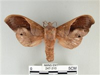 大褐斑枯葉蛾藏品圖，第1張