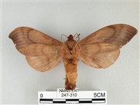 大褐斑枯葉蛾藏品圖，第2張