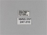 大褐斑枯葉蛾藏品圖，第3張