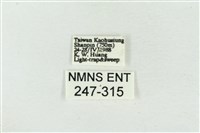 大斑波紋蛾藏品圖，第3張