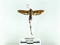 長腳大織蛾藏品圖，第1張