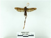 長腳大織蛾藏品圖，第2張