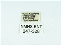 長腳大織蛾藏品圖，第3張