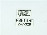 長腳大織蛾藏品圖，第3張