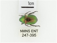 艷金龜藏品圖，第1張