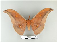 紅目天蠶蛾藏品圖，第1張