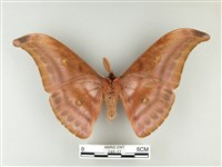 紅目天蠶蛾藏品圖，第2張