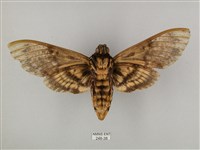 鬼臉天蛾藏品圖，第2張