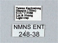 鬼臉天蛾藏品圖，第3張