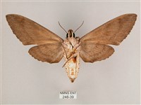 細斜紋霜天蛾藏品圖，第2張