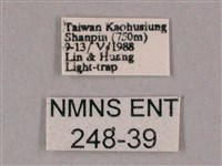 細斜紋霜天蛾藏品圖，第3張