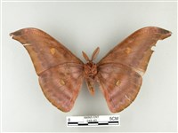 紅目天蠶蛾藏品圖，第2張